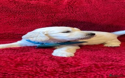 Double Doodle dogs for sale: Beautiful Double Doodles puppies  - Image 14