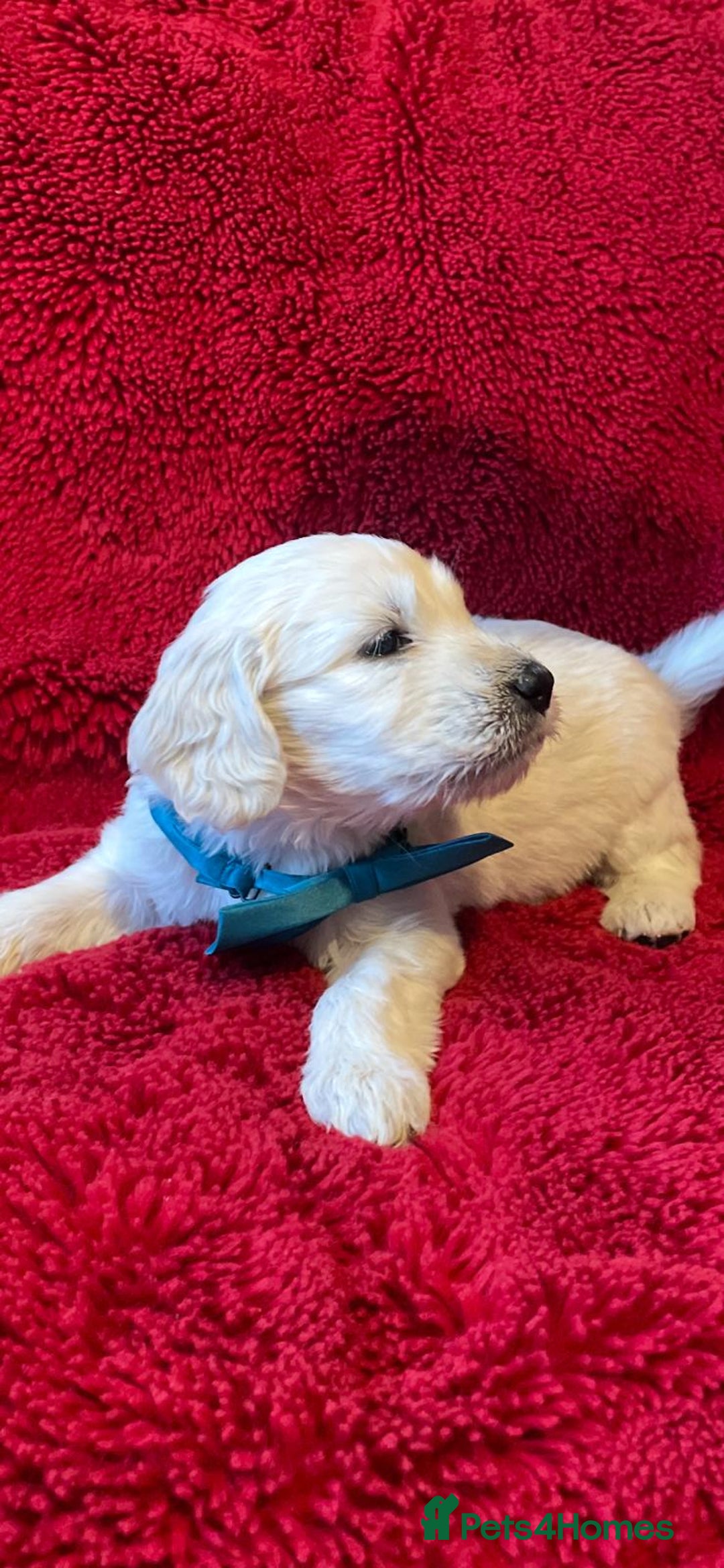 Double Doodle dogs for sale: Beautiful Double Doodles puppies  - Image 14