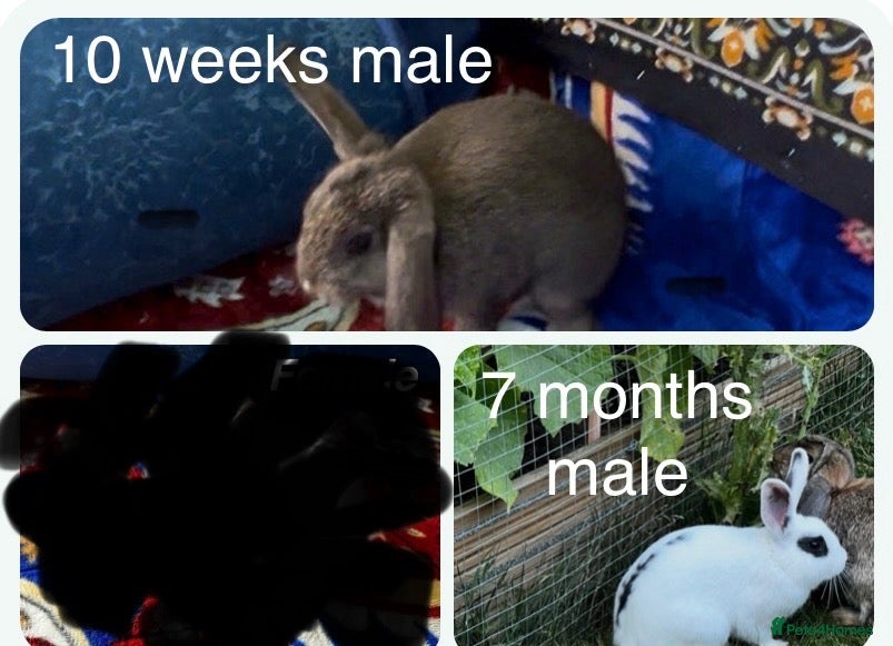 Mini Lop rabbits Mini lop rabbit  - Advert 2