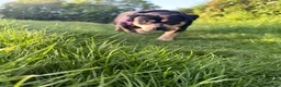 American Bulldog dogs for sale: 4 beautiful American bulldogs  in Coventry - Advert 19