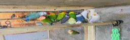 Mixed Breed birds for sale: Different types of birds *read description*  - Advert 8