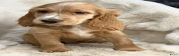 Cocker Spaniel dogs for sale: Stunning show cocker spaniel puppies   - Advert 7