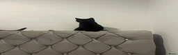 British Shorthair cats for sale: Black British shorthair  - Advert 11