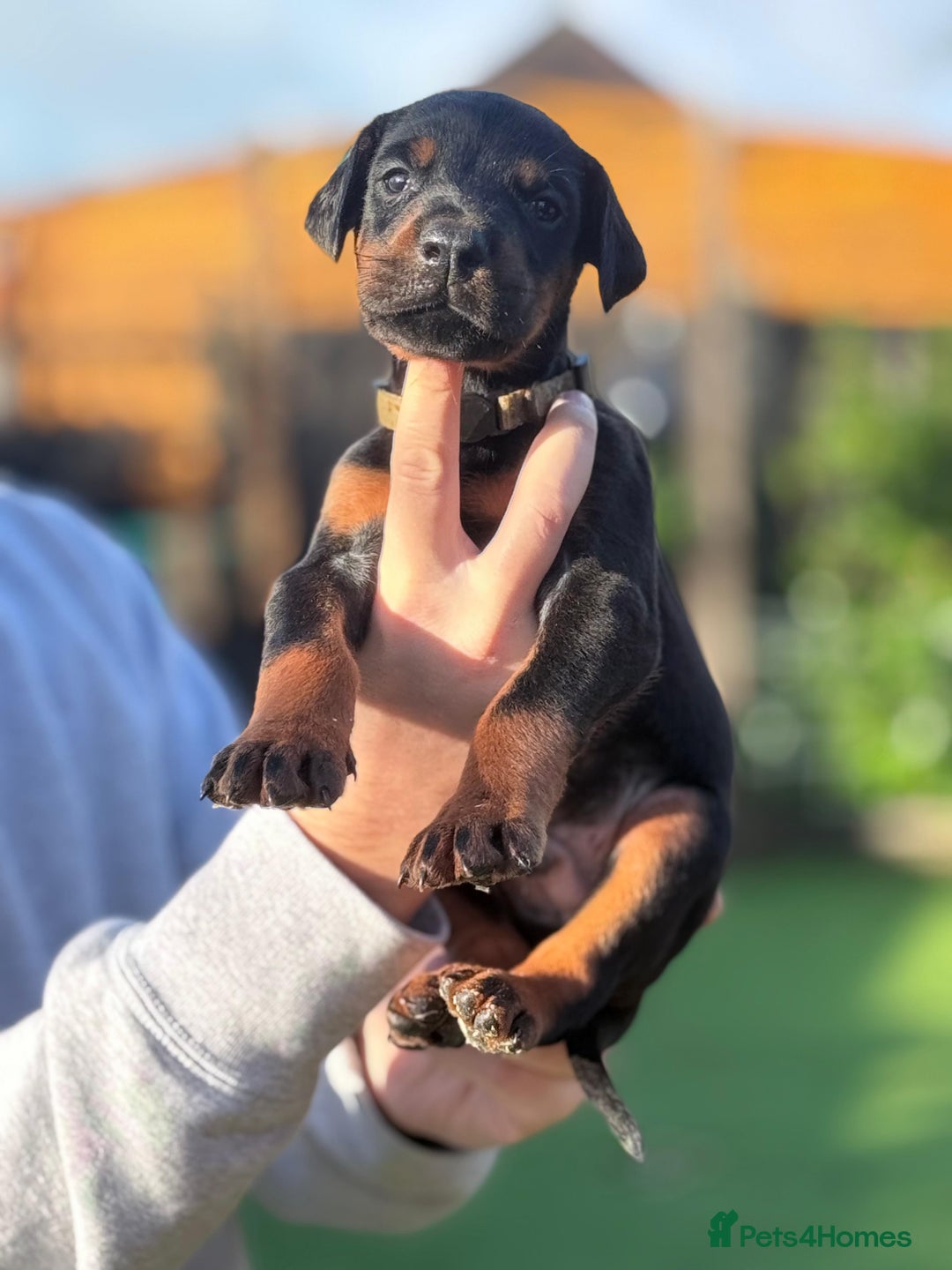 Dobermann dogs for sale: 🐾 Dobermann puppies/KC reg🐾 Top Pedigree - Advert 8