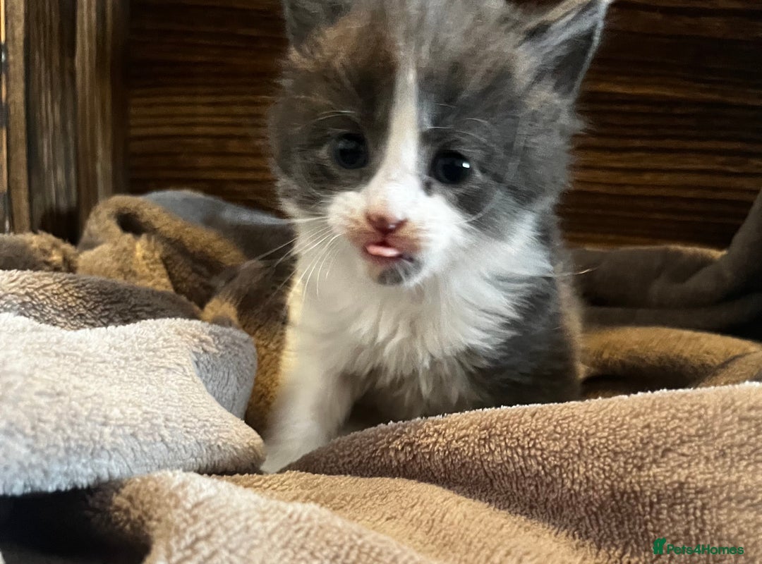Mixed Breed cats for sale: Beautiful kittens - Image 10
