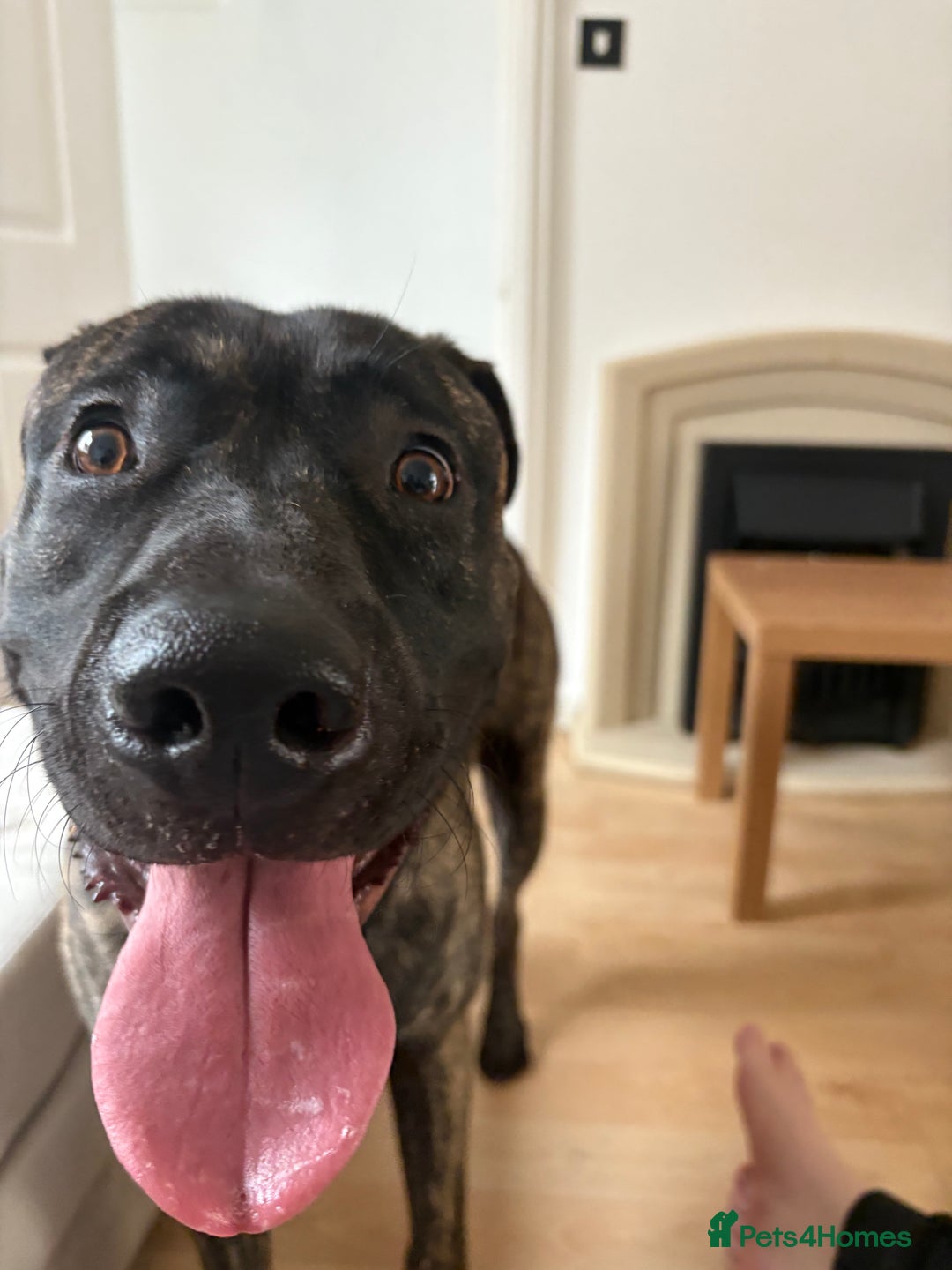 Mixed Breed dogs for sale: Clyde-urgent rehome - Image 1