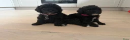 Toy Poodle dogs for sale: Toy poodles puppies. Last girl left - ready to go - Advert 9