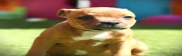Staffordshire Bull Terrier dogs for sale: Three Red Girls - Advert 10