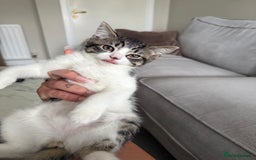 Mixed Breed cats for sale: Kittens for sale  - Image 2