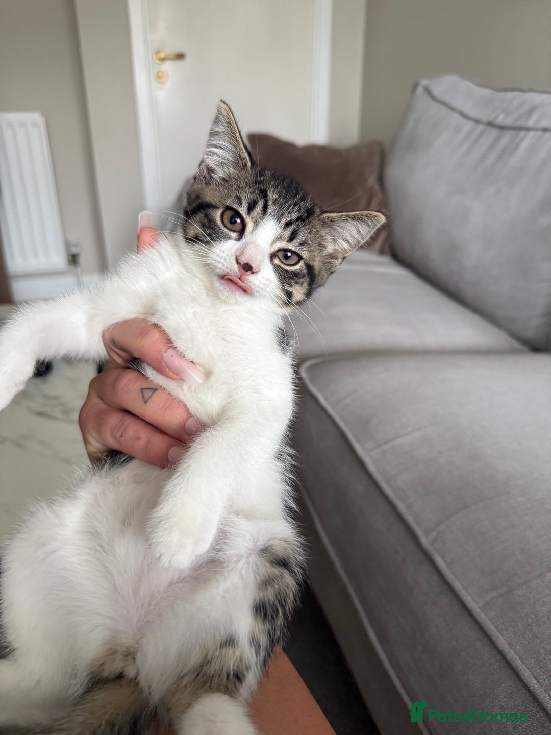Mixed Breed cats for sale: Kittens for sale  - Image 2