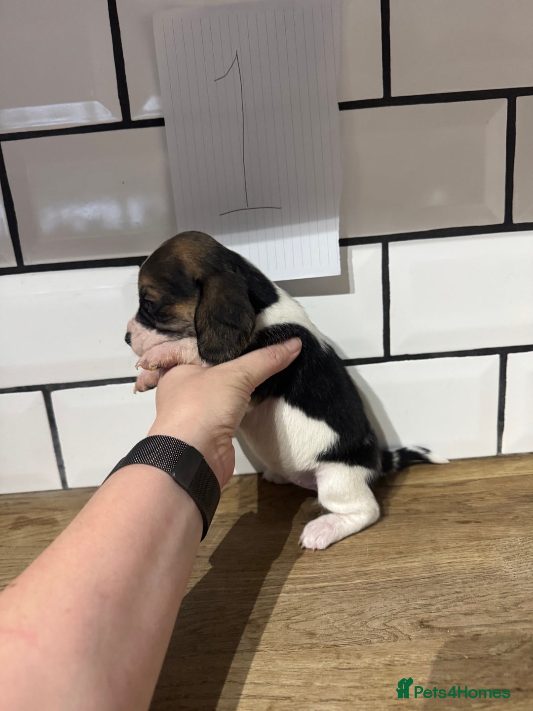 Beagle dogs for sale: Beautiful beagle puppies  - Advert 10