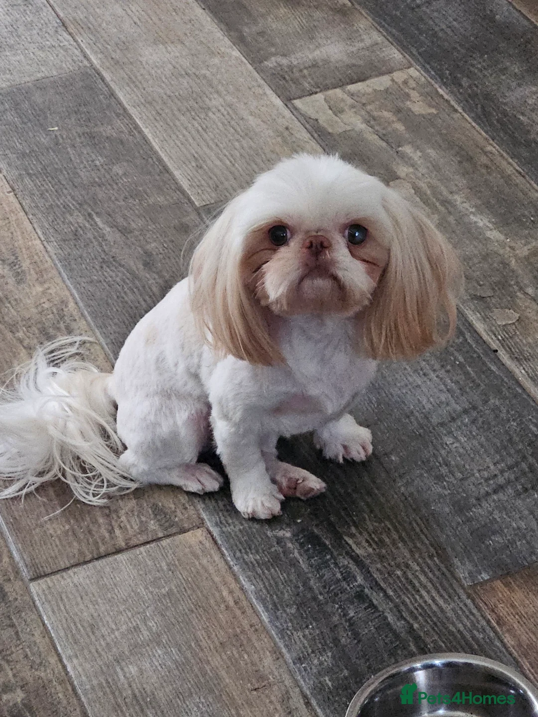 Shih Tzu dogs for sale: Stunning imperial girl - Advert 8