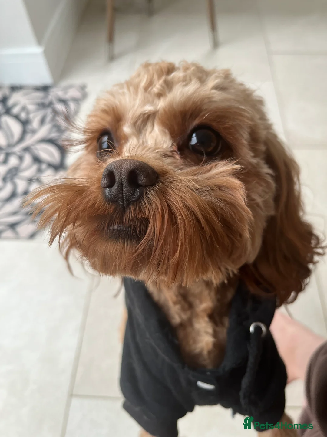 Cavapoo dogs for sale: 2 year old male cavapoo looking for loving home - Advert 2