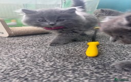 British Longhair cats for sale: British longhair ready for home in Watford - Image 4