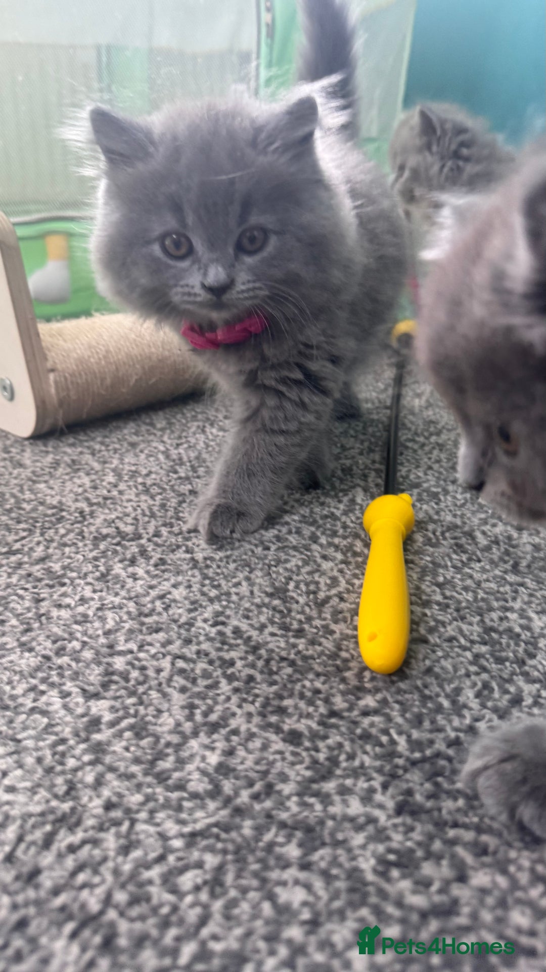 British Longhair cats for sale: British longhair ready for home in Watford - Image 4