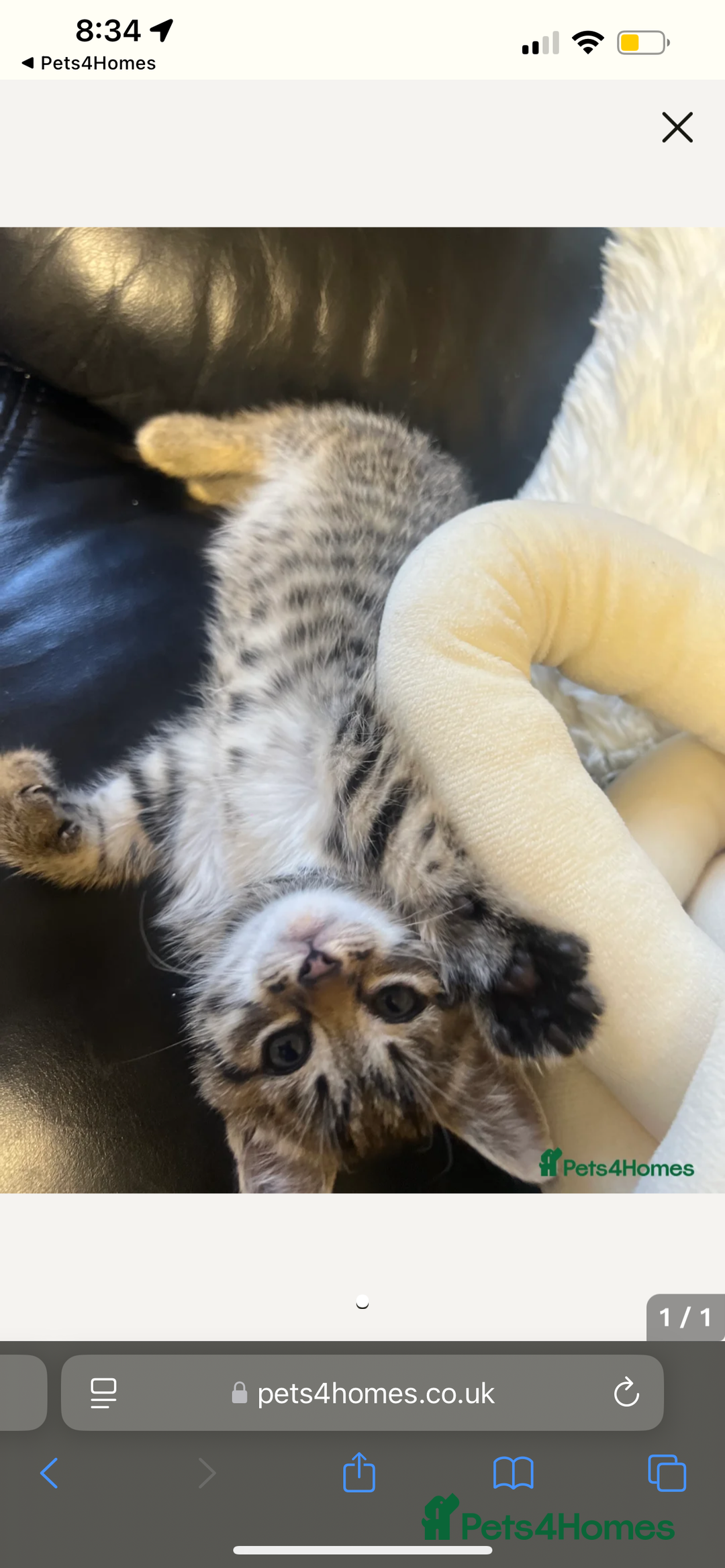 British Shorthair cats for sale: Pair of female kittens  - Image 4