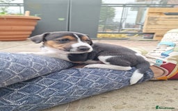 Mixed Breed dogs for sale: Pups for sale - Image 5
