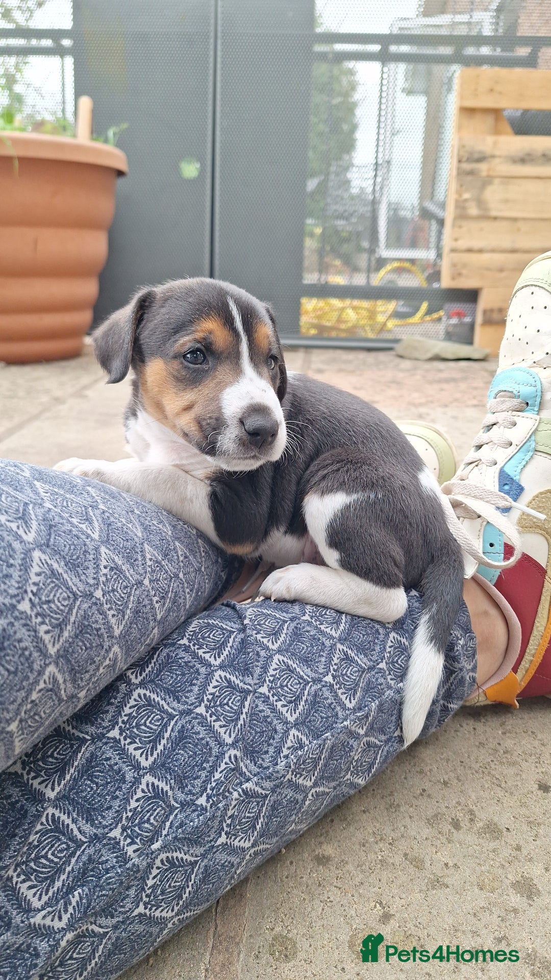 Mixed Breed dogs for sale: Pups for sale - Image 5