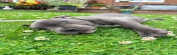 Staffordshire Bull Terrier dogs for sale: Blue Staffordshire bull terrier  - Advert 7