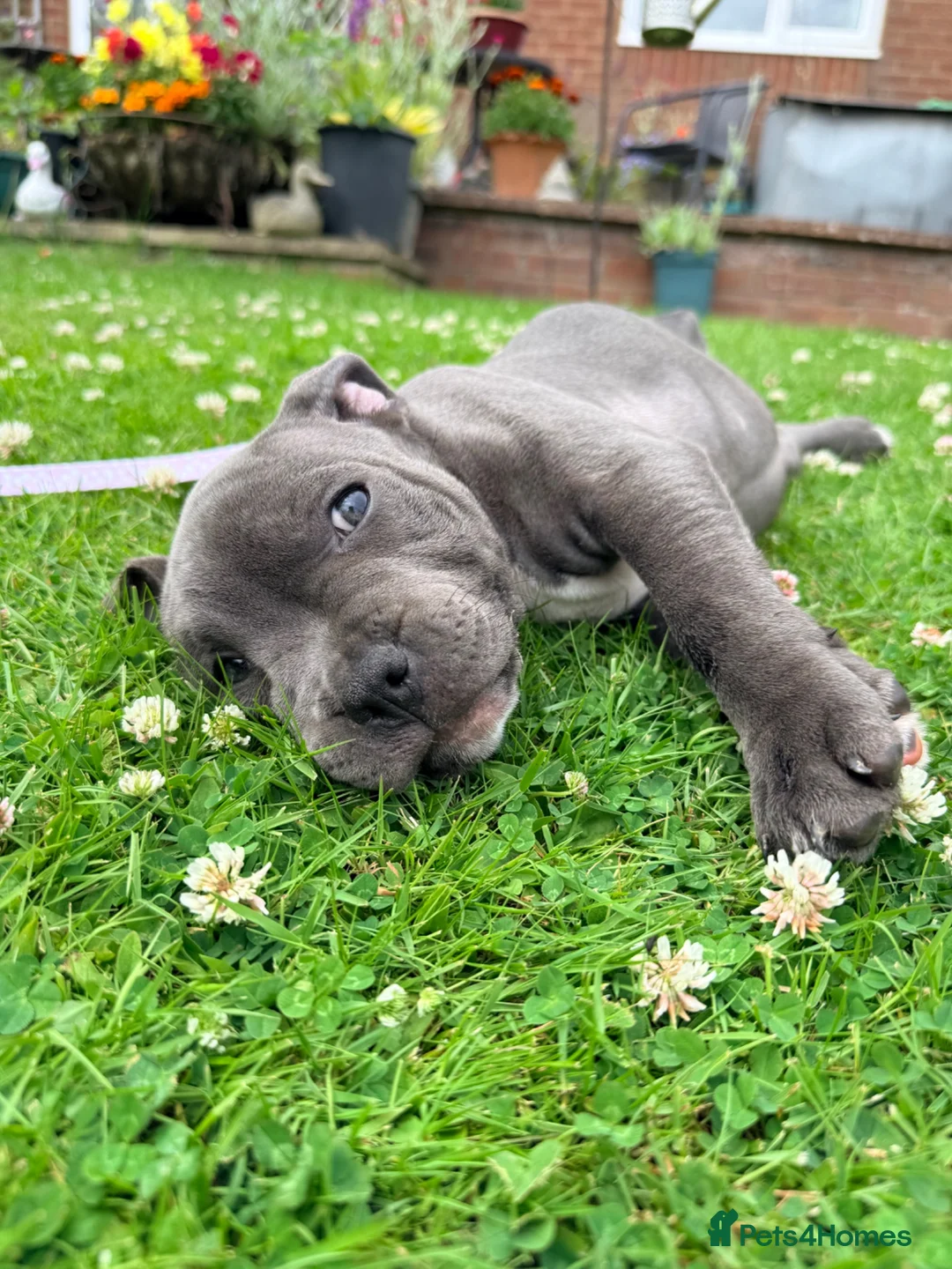 Staffordshire Bull Terrier dogs for sale: Blue Staffordshire bull terrier  - Advert 7