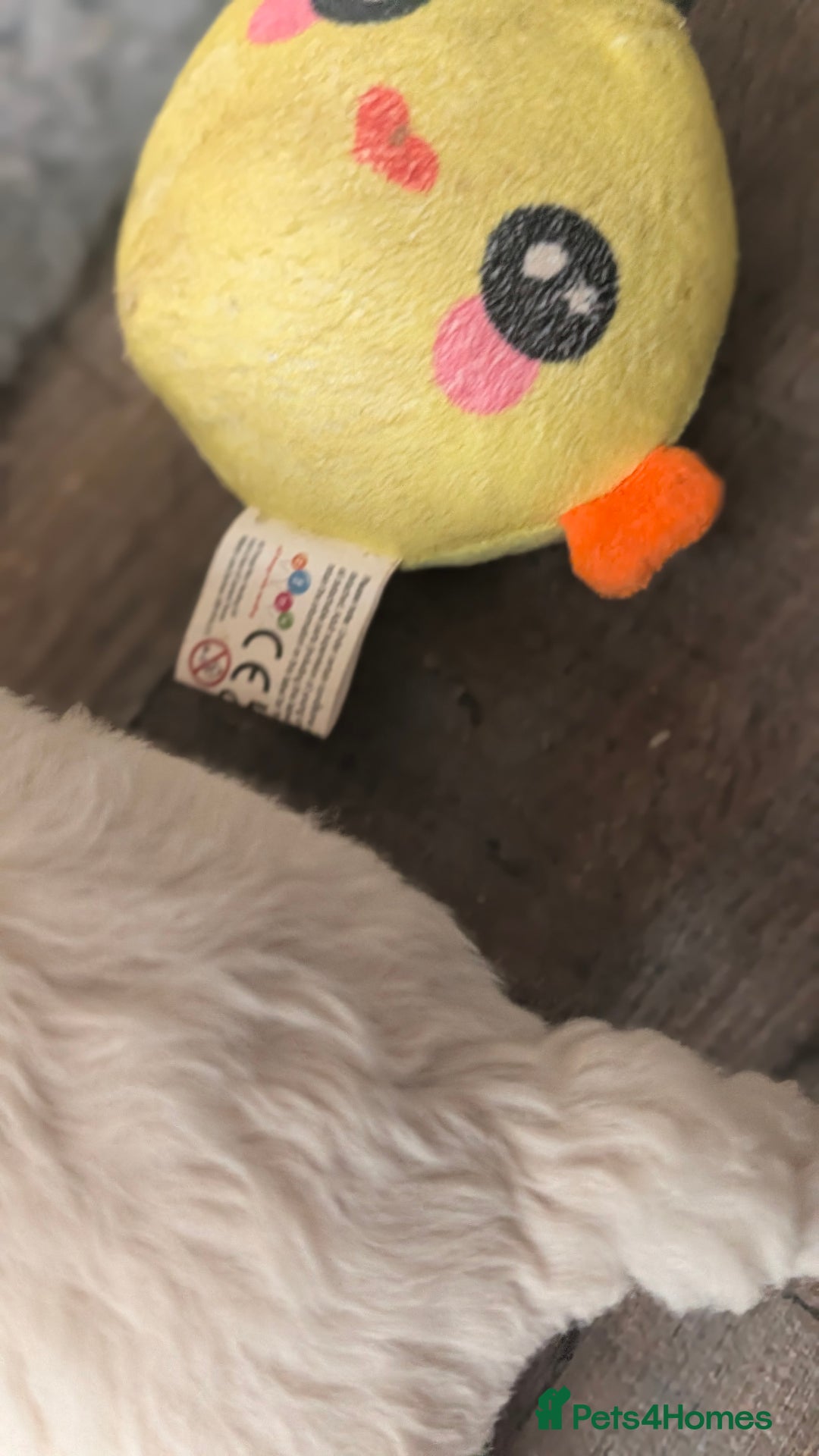 Toy Poodle dogs for sale: Toy poodles Genetic health tested  - Image 6