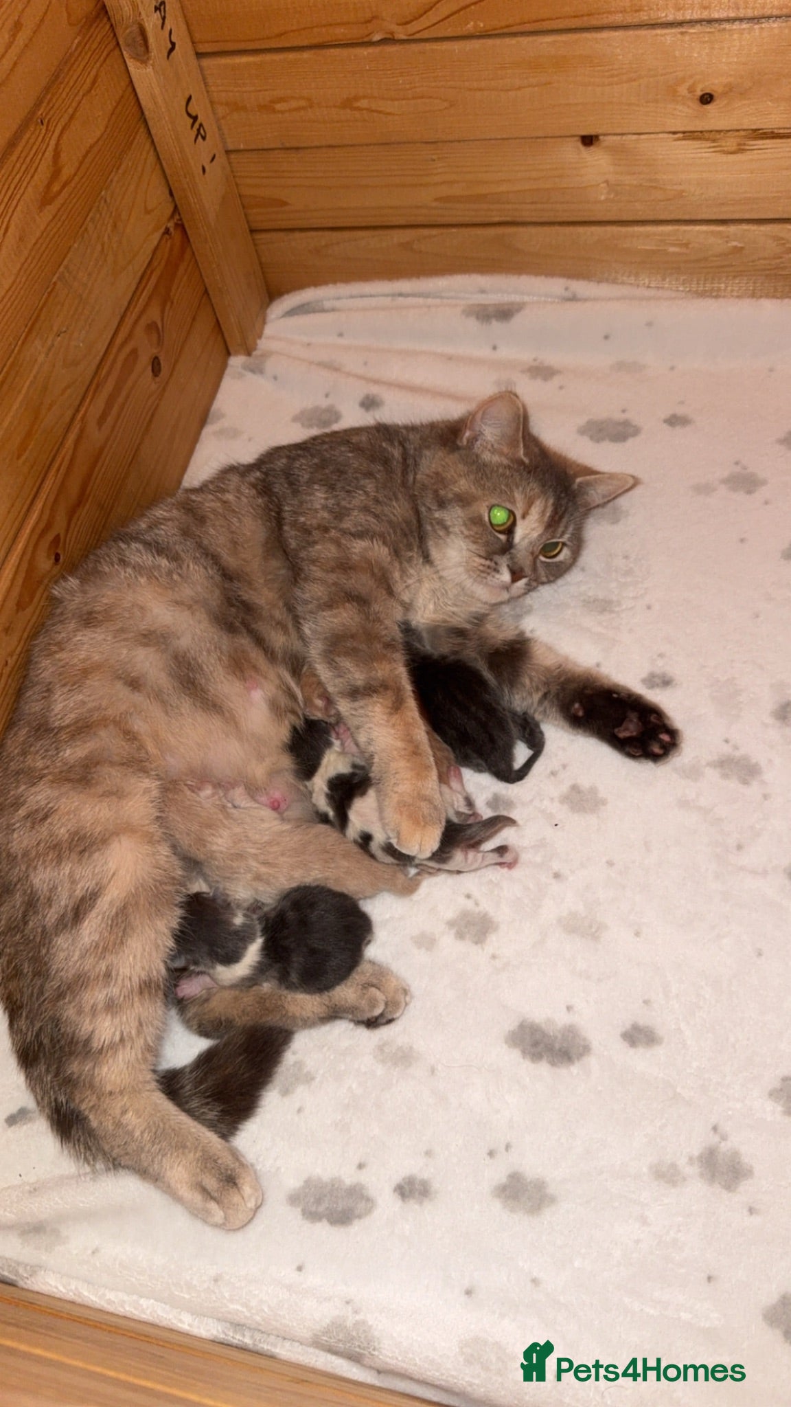Domestic Shorthair cats 3 kittens available  - Advert 11