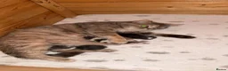 Domestic Shorthair cats for sale: 3 kittens available  - Advert 1