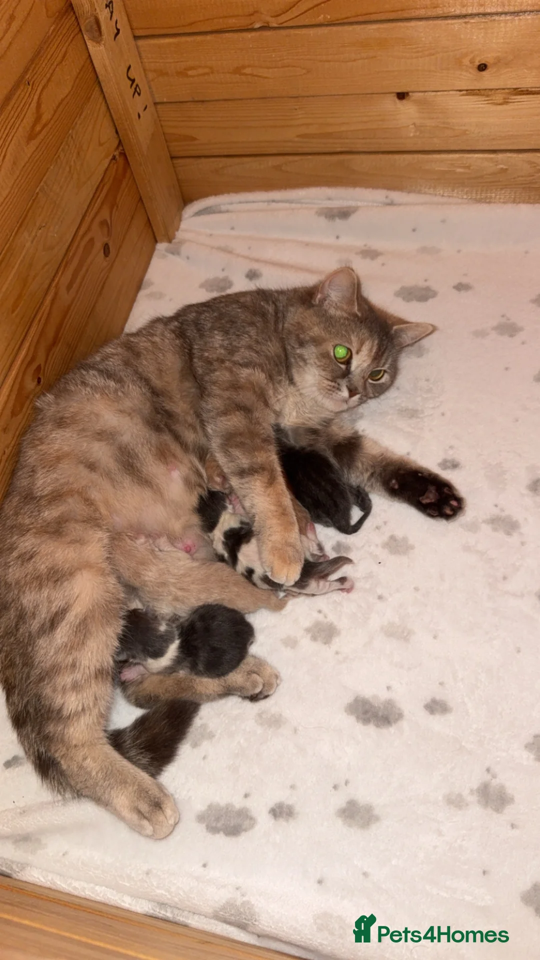 Domestic Shorthair cats for sale: 3 kittens available  - Advert 1