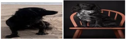 Sprocker dogs for sale: Beautiful Sprocker Spaniel Girls Available - Advert 1