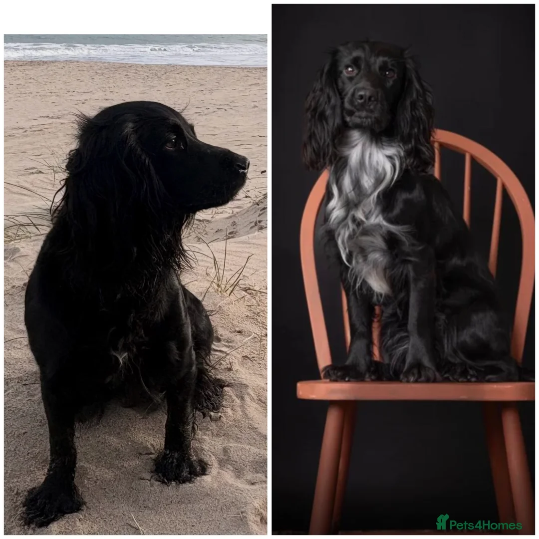 Sprocker dogs for sale: Beautiful Sprocker Spaniel Girls Available - Advert 1