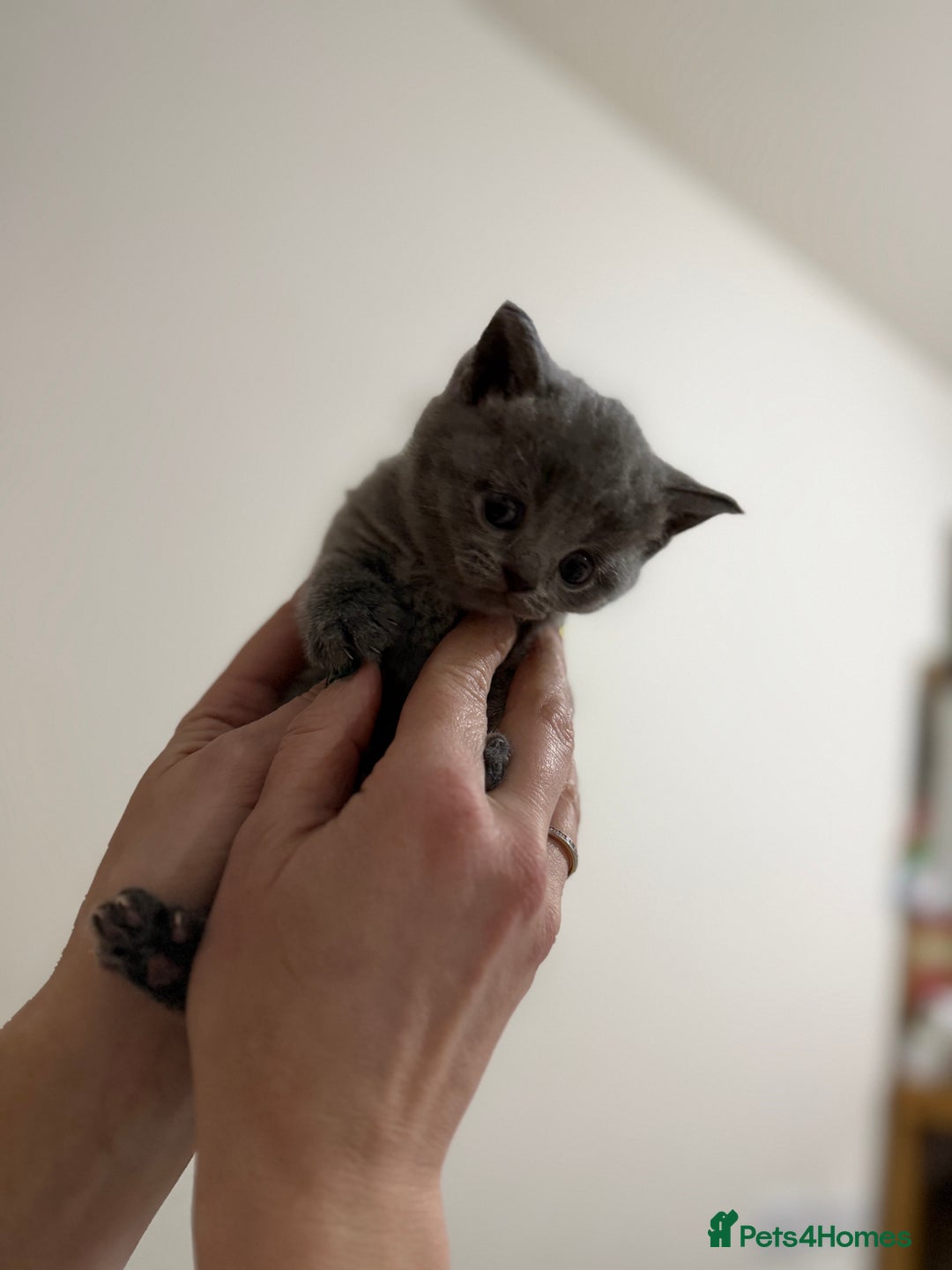 British Shorthair cats for sale: Beautiful British Shorthair Blue Kittens Available - Advert 27