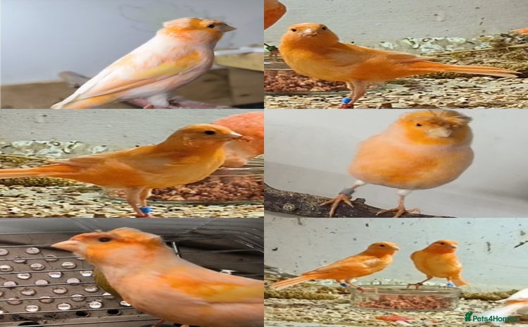 Canaries birds - Advert 8