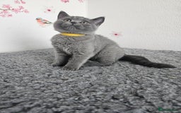 British Shorthair cats for sale: Gccf British Shorthair kittens  - Image 2