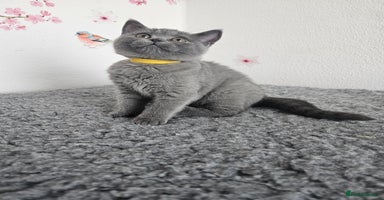British Shorthair cats - Advert 12