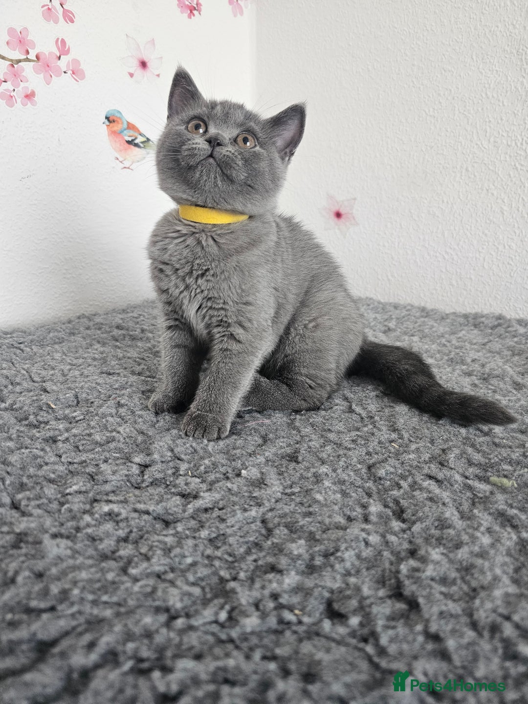 British Shorthair cats for sale: Gccf British Shorthair kittens  - Image 2
