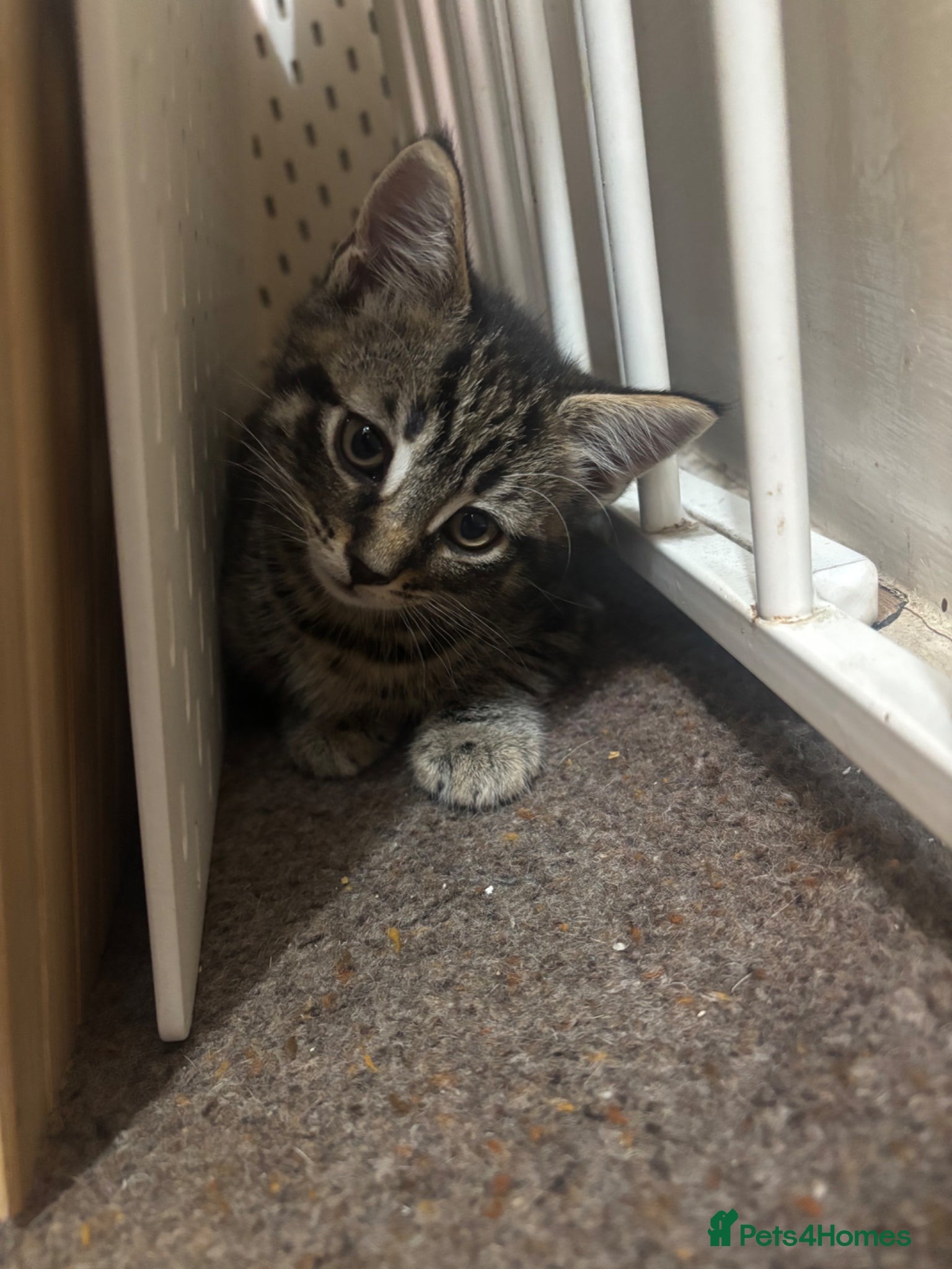 Mixed Breed cats Adorable Tabby X British short hair Kittens - Advert 12