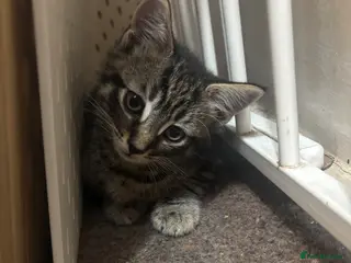 Mixed Breed cats Adorable Tabby X British short hair Kittens - Advert 12