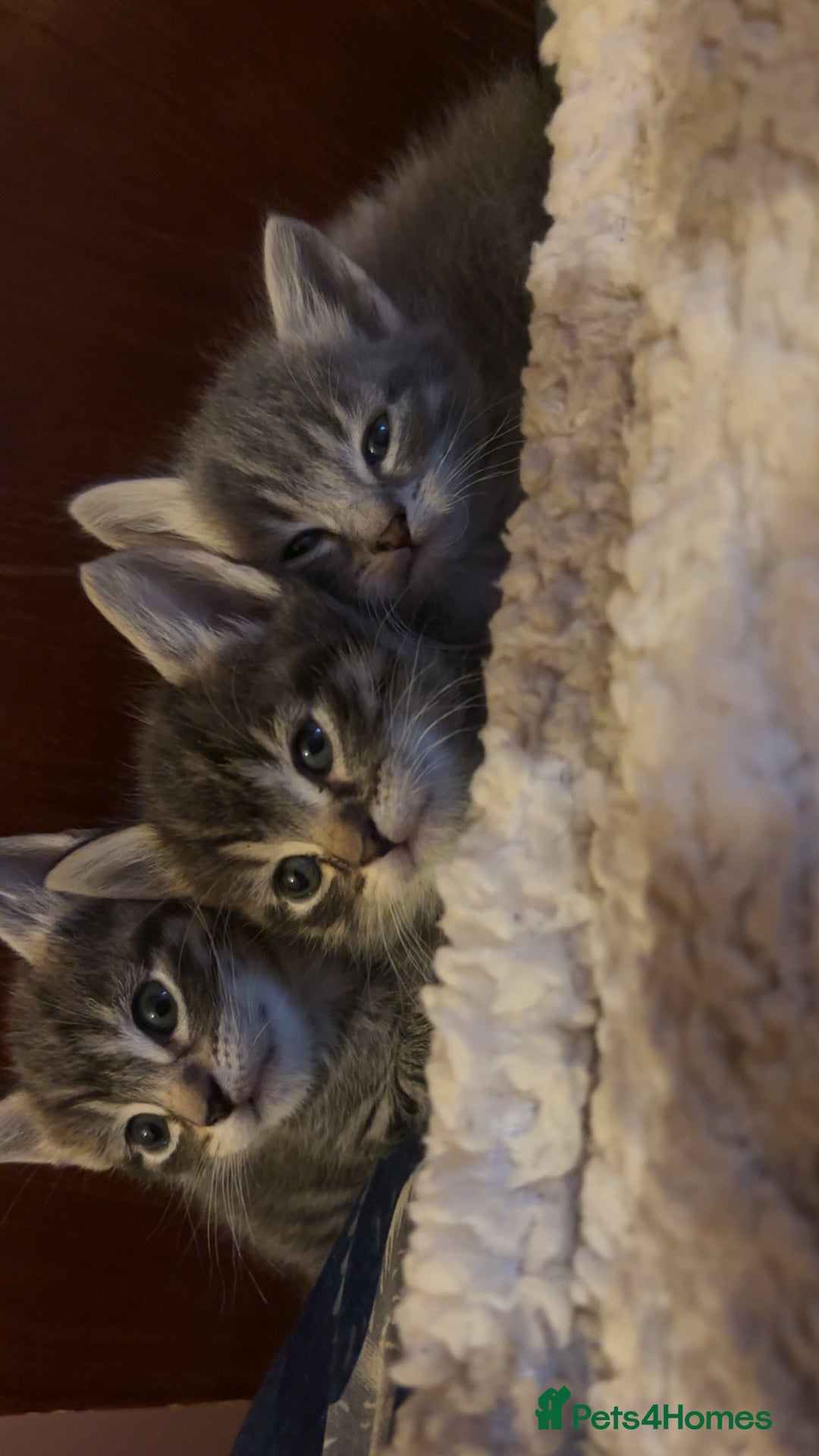 Mixed Breed cats for sale: Three kittens  - Advert 5