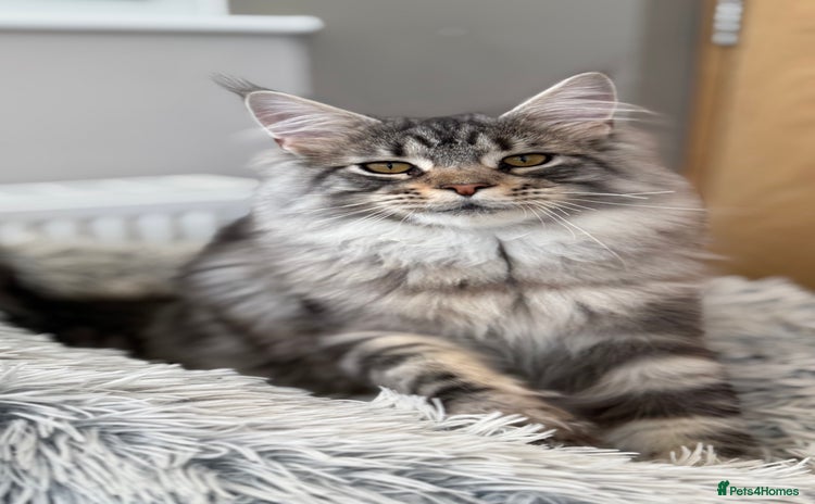 Maine Coon cats - Advert 5