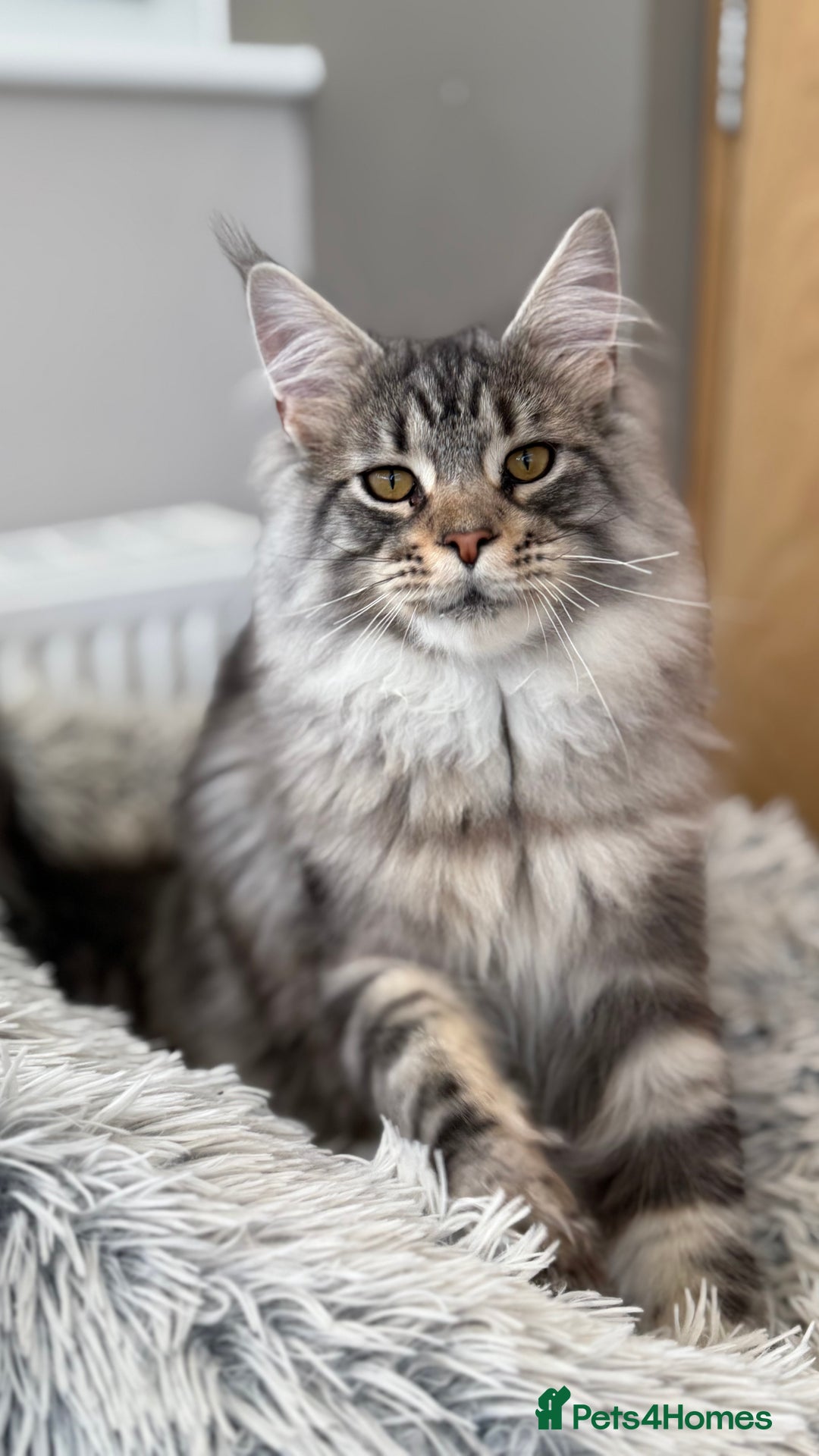 Maine Coon cats for sale: WE MAY SELL ACTIVE Top quality Maine coon kittens - Advert 1