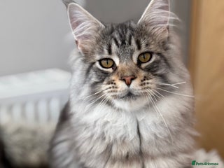 Maine Coon cats - Advert 30