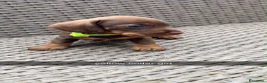 Miniature Dachshund 5