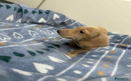 Miniature Dachshund dogs for sale: Cream Dapples & Red Dapples KC registered  - Image 4