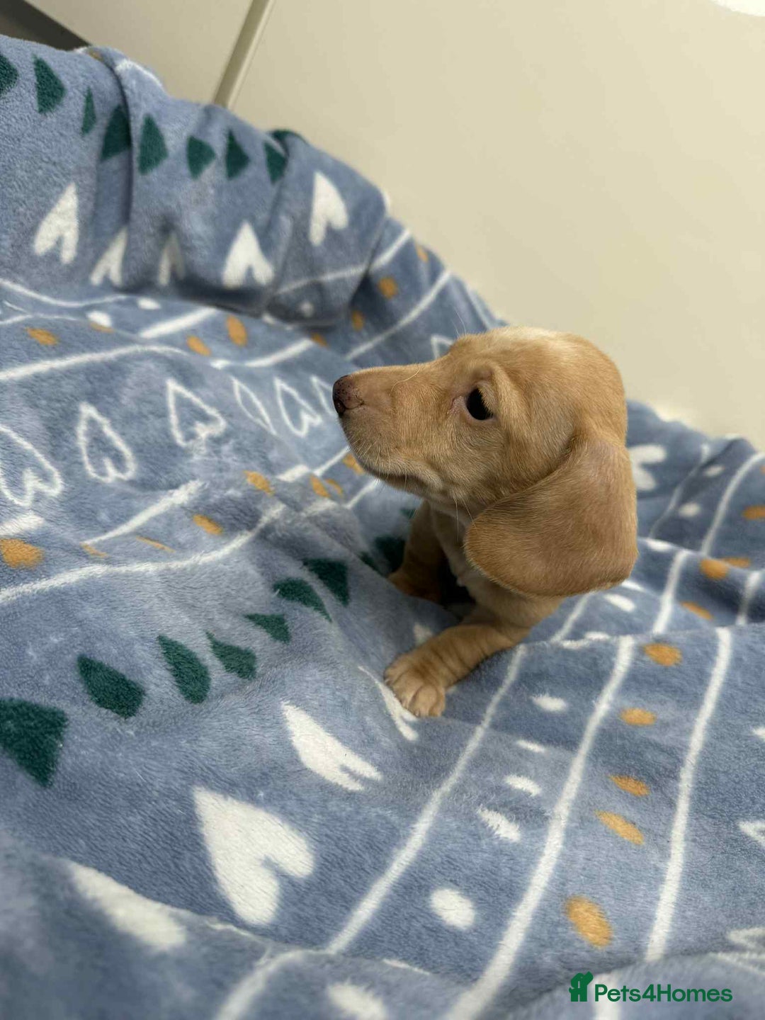 Miniature Dachshund dogs for sale: Cream Dapples & Red Dapples KC registered  - Image 4