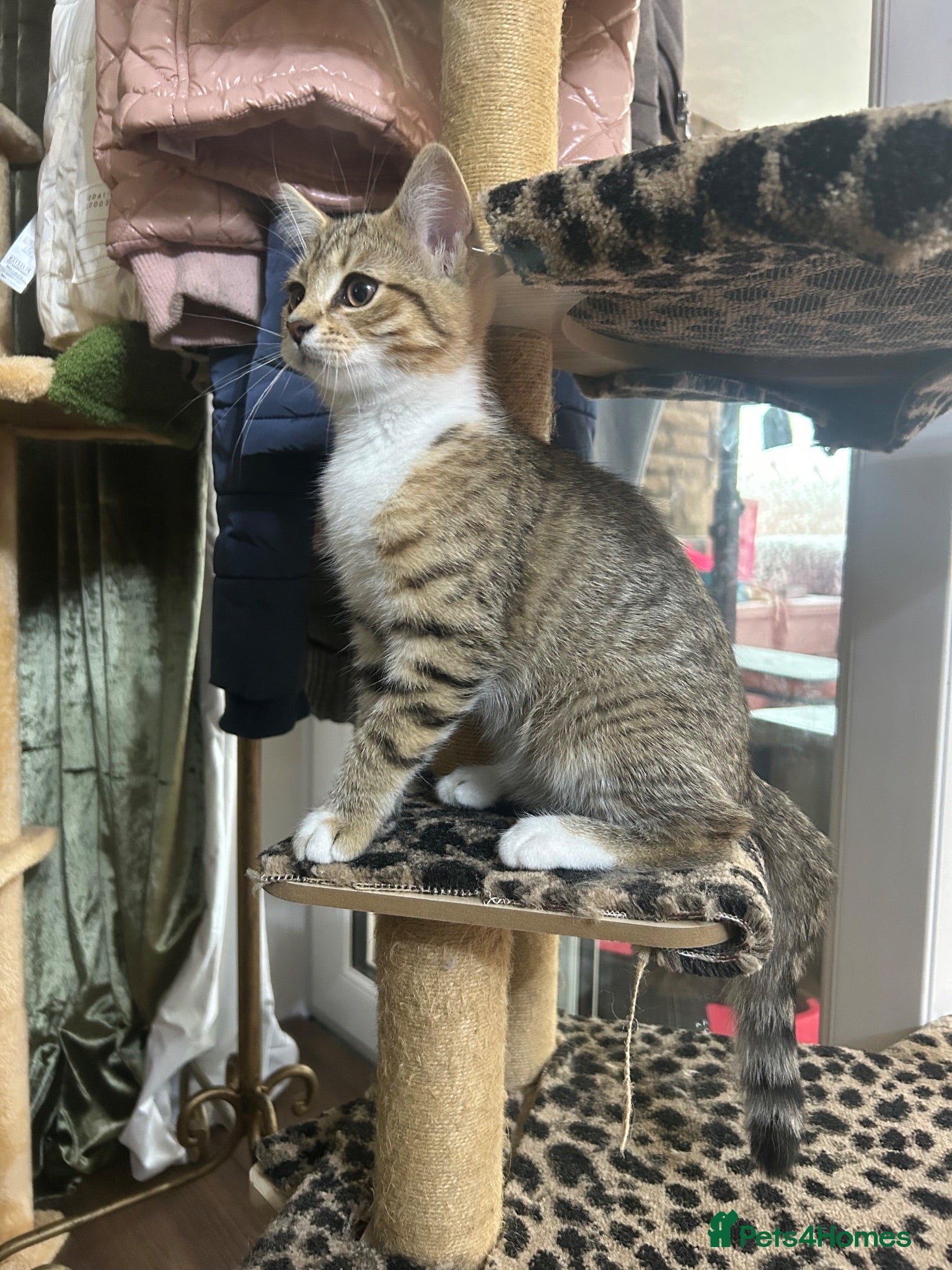 Mixed Breed cats Ariel & Coral 🧡💛 2 girls ready to leave  - Advert 1