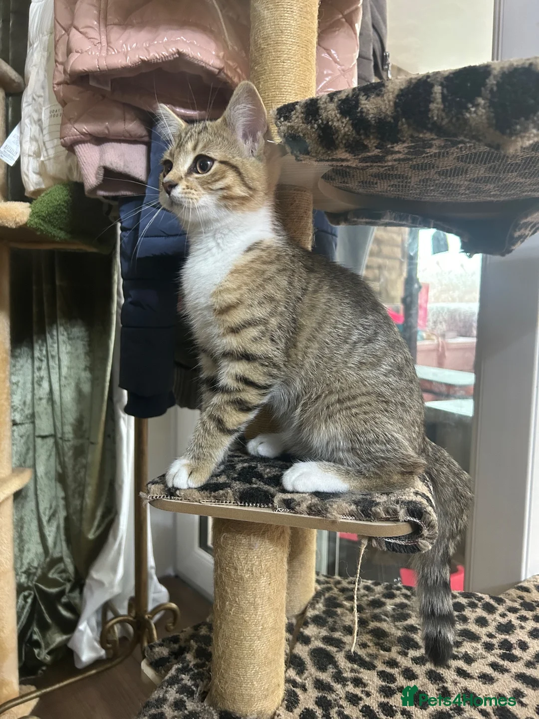 Mixed Breed cats for sale: Ariel & Coral 🧡💛 2 girls ready to leave  - Advert 1
