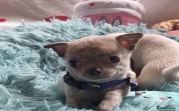 Chihuahua dogs for sale: Beautiful Tiny Chihuahua puppies - Image 7