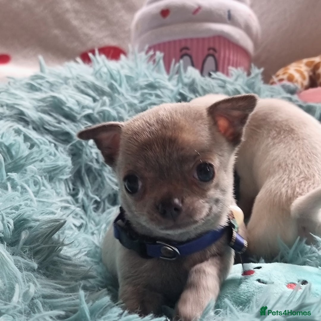 Chihuahua dogs for sale: Beautiful Tiny Chihuahua puppies - Image 7