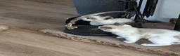 Ragamese cats for sale: Jazmine - Advert 6