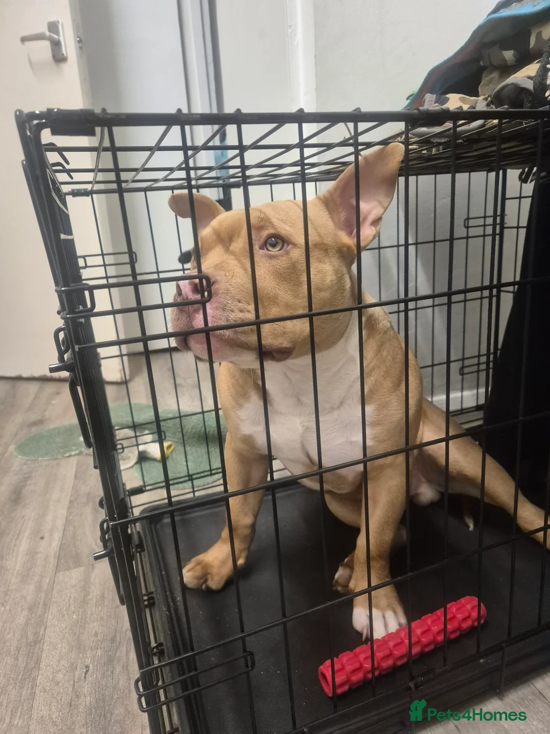 American Bulldog dogs for sale: Sugar Cane - Advert 1